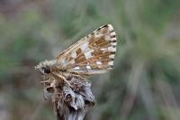 Pyrgus malvoides