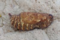 Melitaea phoebe