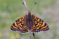 Melitaea phoebe