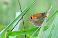 Coenonympha pamphilus