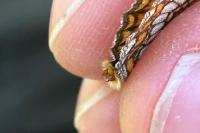 Melitaea parthenoides