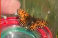 Melitaea parthenoides