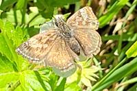 Erynnis tages