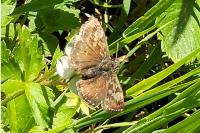 Erynnis tages