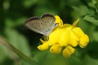 Cupido minimus