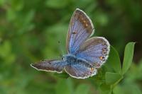 Polyommatus icarus