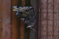 Vanessa atalanta
