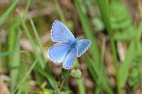 Lysandra bellargus