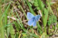 Lysandra bellargus