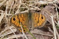 Lasiommata megera