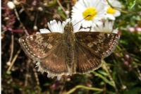 Erynnis tages