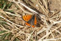 Lycaena phlaeas