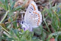 Aricia agestis