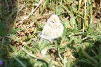 Aricia agestis