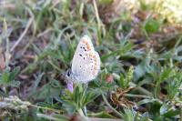 Aricia agestis