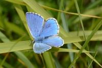 Lysandra bellargus