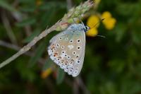 Lysandra bellargus