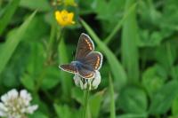 Aricia agestis