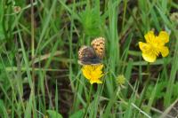 Lycaena tityrus