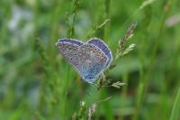 Polyommatus icarus