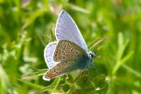 Polyommatus icarus