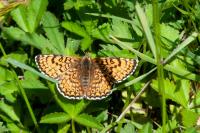 Melitaea cinxia