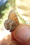 Melitaea parthenoides