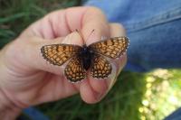 Melitaea parthenoides