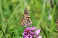 Vanessa cardui