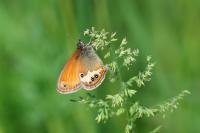 Coenonympha arcania
