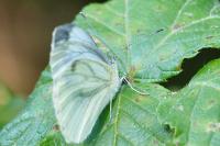 Pieris napi