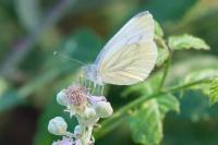 Pieris napi