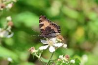 Aglais urticae
