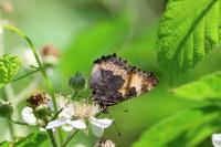 Aglais urticae