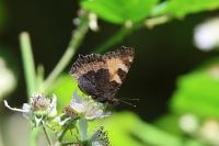 Aglais urticae