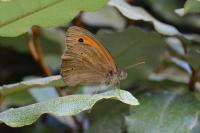 Maniola jurtina
