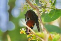 Aglais io