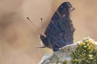 Aglais io