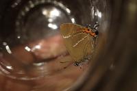 Satyrium w-album