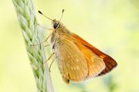 Ochlodes sylvanus