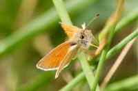 Thymelicus lineola