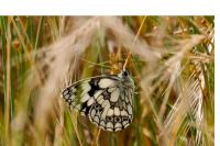 Melanargia galathea
