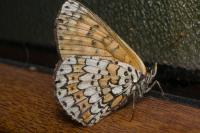 Melitaea cinxia