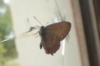 Satyrium ilicis