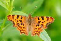 Polygonia c-album