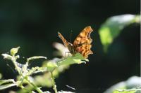 Polygonia c-album