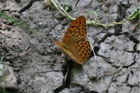 Argynnis paphia