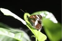 Limenitis camilla