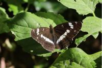 Limenitis camilla