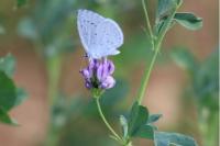 Celastrina argiolus